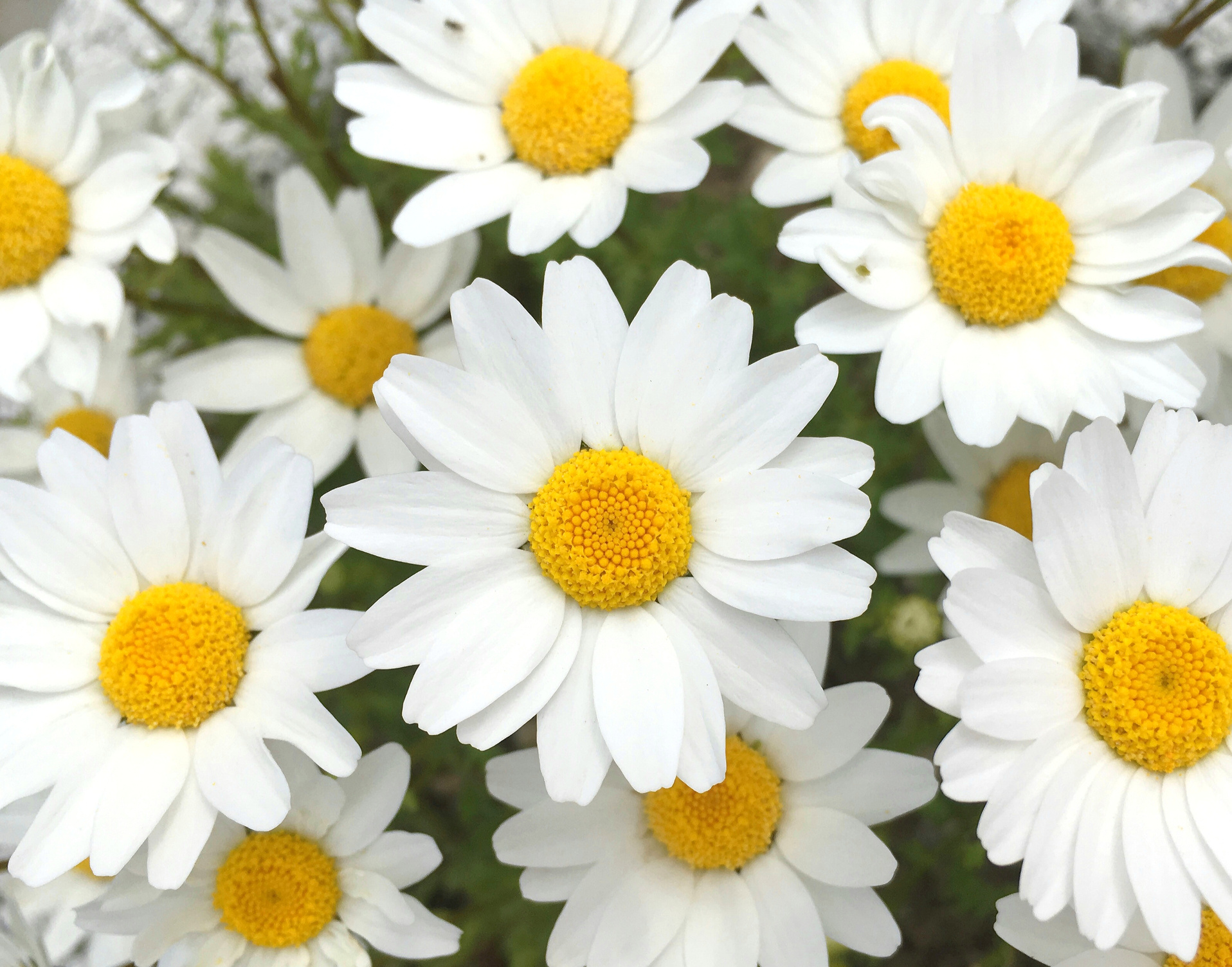 White daisy floral background
